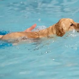 Labrador Retriever Puppies from Meritrust Labradors