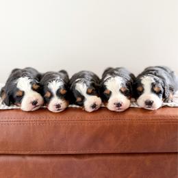Bernedoodle puppies from This is Doodles