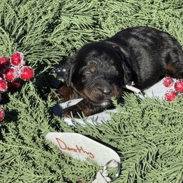 Dorthy - Phantom female Bernedoodle puppy in Wilkesboro, North Carolina from Bernedoodle Love Puppies