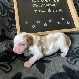 Liberty - Blenheim female Cavalier King Charles Spaniel puppy in Corona, California from Kelton Cavaliers