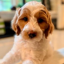 BLT - Parti female Goldendoodle puppy in Silverdale, Washington from King Family Doodles