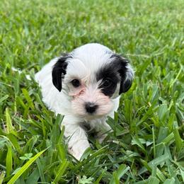 Ivy - Parti female Yorkipoo puppy in Crosby, Texas from Painted Rose Poodles and Doodles