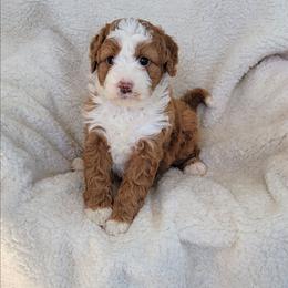 Ruby - Red female Bernedoodle puppy in East Earl, Pennsylvania from Mountainside Puppies
