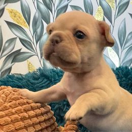 Buttercup - Cream female French Bulldog puppy in Riverview, Florida from The Frenchie Lady Co.