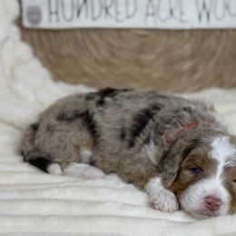 Aussiedoodle Puppies from Silva Ranch Doodles