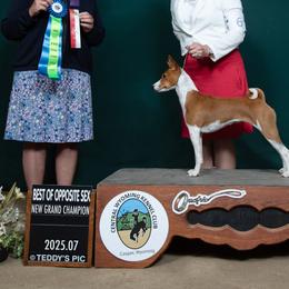 Basenjis from SkyHi