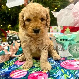 Comet - Apricot male Goldendoodle puppy in Rienzi, Mississippi from Saddle Hill Farms