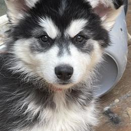 Quincy - Black and white male Siberian Husky puppy in Diamond Lake, Washington from Husky Haven WA