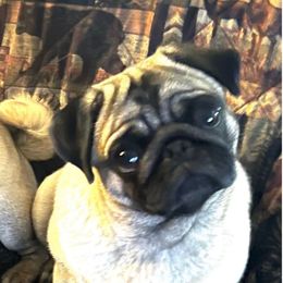 Buttermilk - Pug