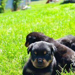 Rottweiler Puppies from Exodus Rottweilers