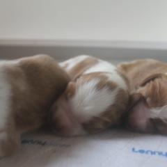 Welsh Springer Spaniel Puppies from Braith Welsh Springer Spaniels