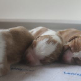 Welsh Springer Spaniel Puppies from Braith Welsh Springer Spaniels