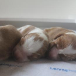 Welsh Springer Spaniel Puppies from Braith Welsh Springer Spaniels