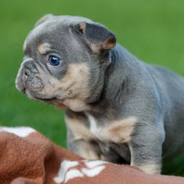 French Bulldogs from Boujee Butt Frenchies