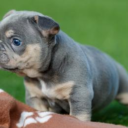 French Bulldogs from Boujee Butt Frenchies