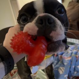 Ollie - Boston Terrier