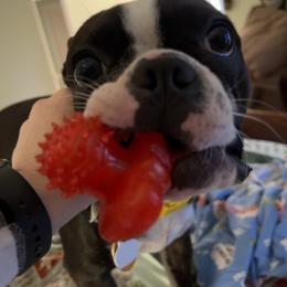Ollie - Boston Terrier
