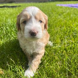 Ivy - Red female Aussiedoodle puppy in Nephi, Utah from Peachydoodlepups