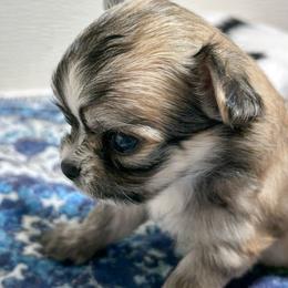 Milo - Chocolate sabled fawn male Chihuahua puppy in Hebron, North Dakota from Dakota Heart Chihuahuas