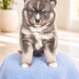 Merlin - Blue male Pomsky puppy in Coos Bay, Oregon from Ocean View Pomskies