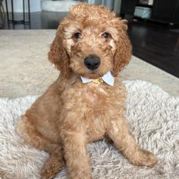 White - Apricot male Goldendoodle puppy in Buda, Texas from Anita’s Doodles