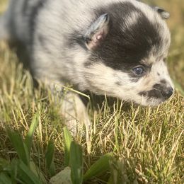 Pomsky Puppies from The Pomsky‘s Palace