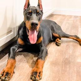 Doberman Pinscher Puppies from Imperium Dobermann Kennel