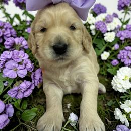 Benatar - Cream female Goldendoodle puppy in Prosperity, Pennsylvania from Stelladoodles & Company