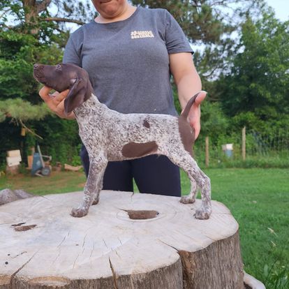 All American Pointers in Georgia | German Shorthaired Pointer and ...