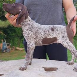 German Shorthaired Pointers and German Wirehaired Pointers from All American Pointers