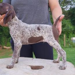 German Shorthaired Pointers and German Wirehaired Pointers from All American Pointers