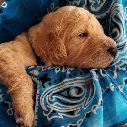 Blue collar - Cream male Goldendoodle puppy in Willow Springs, Missouri from Todd Family Homestead