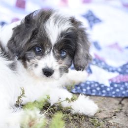 Cavalier King Charles Spaniel and Cavapoo Puppies from Lindsey’s Cavies