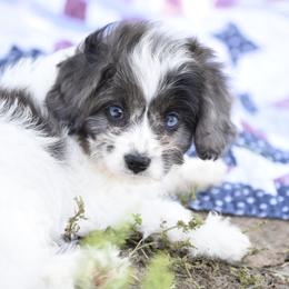 Cavalier King Charles Spaniel and Cavapoo Puppies from Lindsey’s Cavies