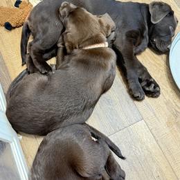 Labrador Retriever Puppies from Kelly Haven Labs