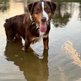 Australian Shepherd Puppies from JS Aussies