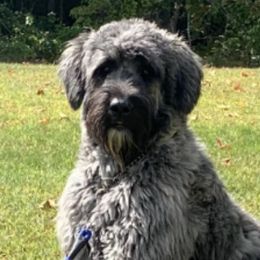 Lily - Bouvier des Flandres