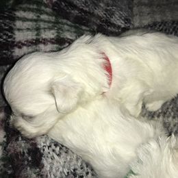 Maltese Puppies from Emotional Amor Support