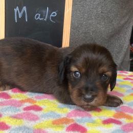 Tito - Red male Dachshund puppy in Sharon Springs, New York from Show Us The Way Homestead