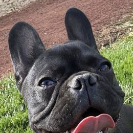 French Bulldogs from 2700 Blocc Bulldogs