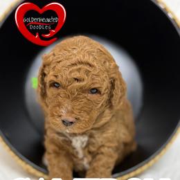 Cameron - Red  male Goldendoodle puppy in Yerington, Nevada from GoldenHearted Doodles