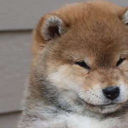 Shiba Inu from Kuro Oka Shibas
