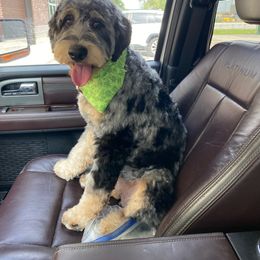 Roux - Bernedoodle