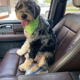 Roux - Bernedoodle