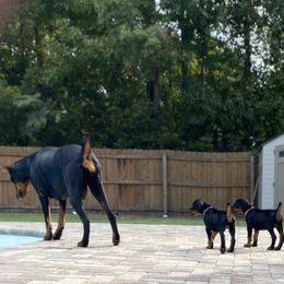 Doberman Pinscher Puppies from TeatreeDoberman