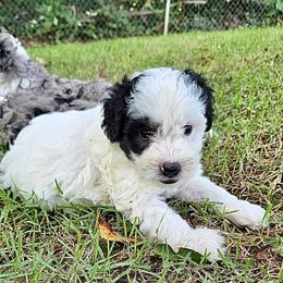 Bernedoodle and Sheepadoodle Puppies from Doodlebuds