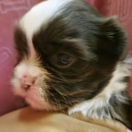 Shaggy - Liver and white male Shih Tzu puppy in Kernersville, North Carolina from SweetTee's Shih Tzus LLC