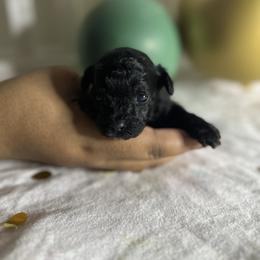 Poodle All Grown Up from Parti-Pawz