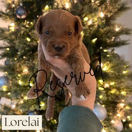Lorelai - Red  female Goldendoodle puppy in Aubrey, Texas from The Parrish Doods