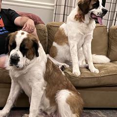 Beth - Saint Berdoodle